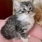 ノルウェージャン×スコミックス【東京都・女の子・2025年11月5日・シルバーマッカレルタビー&ホワイト】の写真3