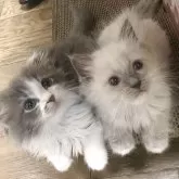 ラグドール×ノルスコ【東京都・男の子・2025年5月12日・ブルーポイントカラー】の写真3