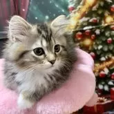 ラグドール×チンチラ【東京都・男の子・2025年8月25日・シェーデッドゴールデン】の写真4