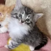 ノルウェージャン×スコミックス【東京都・女の子・2025年11月5日・シルバーマッカレルタビー&ホワイト】の写真4