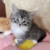 ノルウェージャン×スコミックス【東京都・女の子・2025年11月5日・シルバーマッカレルタビー&ホワイト】の写真5