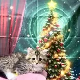 ラグドール×チンチラ【東京都・男の子・2025年8月25日・シェーデッドゴールデン】の写真5