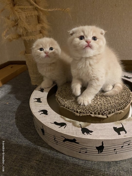 【中古】 交猫録 花子ちゃん！待っててね/近代文芸社/少名子誠一 みんな同じ顔」近親交配の本当の怖さとは？ 猫38匹・多頭飼育