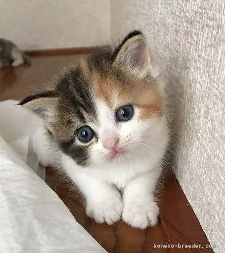ID：1710-00164の子猫