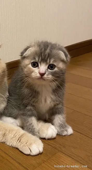 ID:2107-00079の子猫