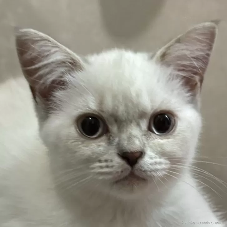 ID：2405-01112の子猫