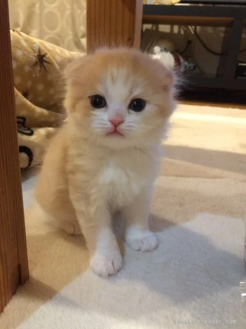 ID：1703-00225の子猫