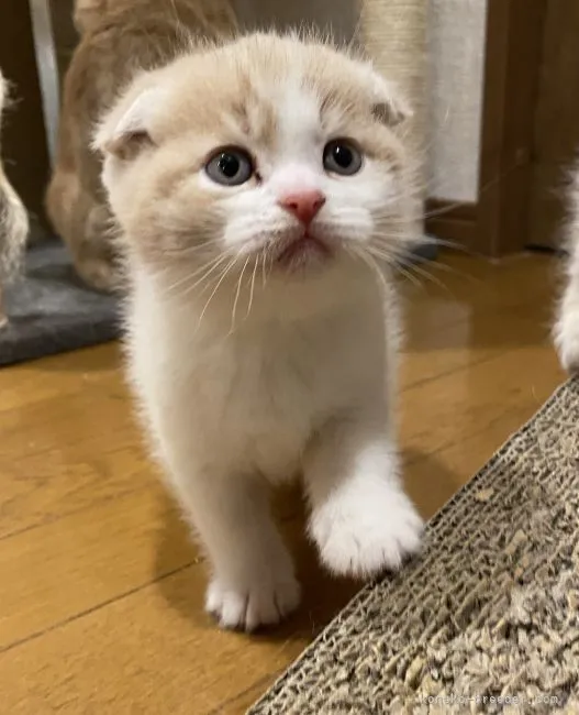 ID:2111-01374の子猫