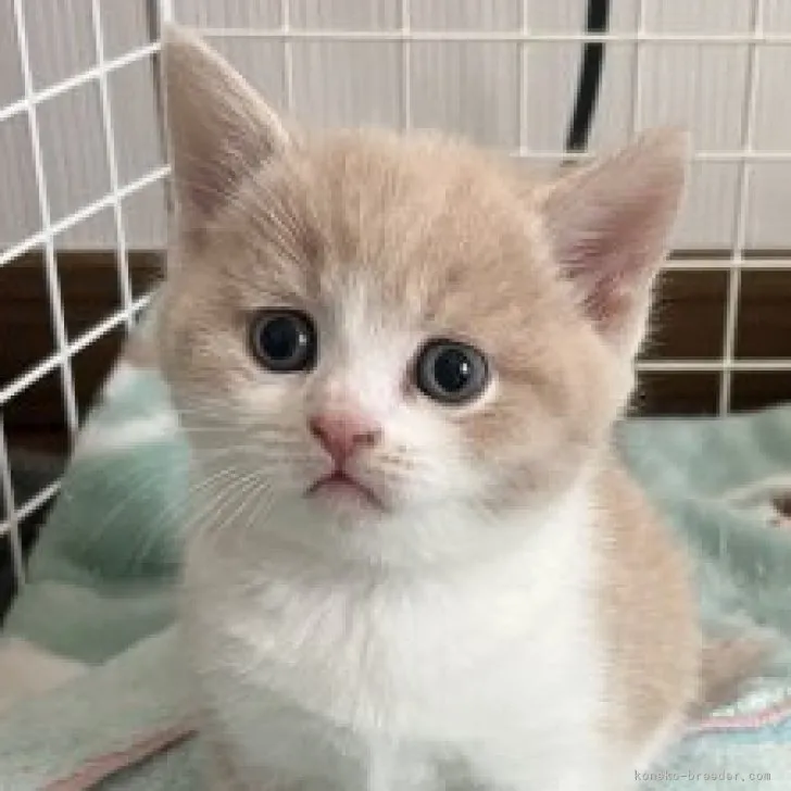 ID：2305-01962の子猫