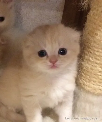ID：1703-00227の子猫