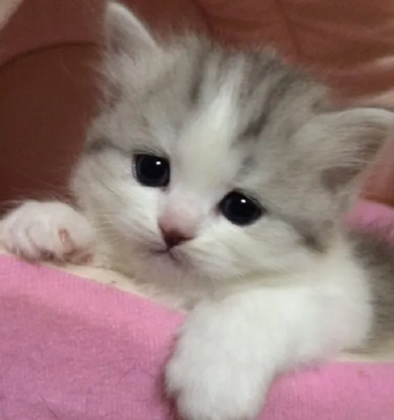 ID：1408-00247の子猫