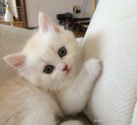 ID：1608-00270の子猫