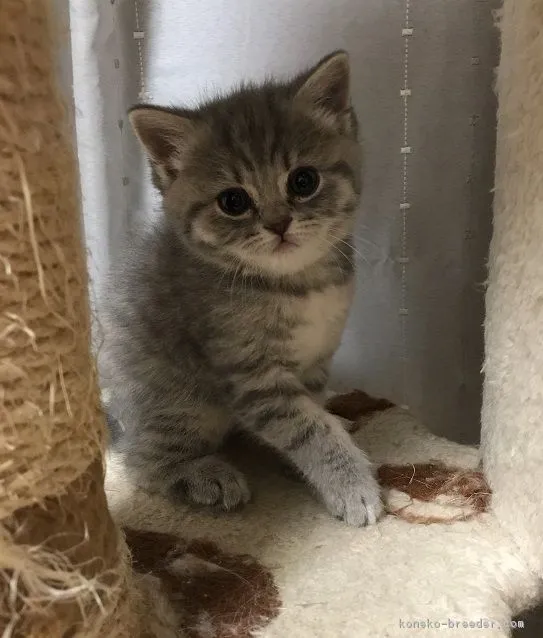 ID：1803-00928の子猫