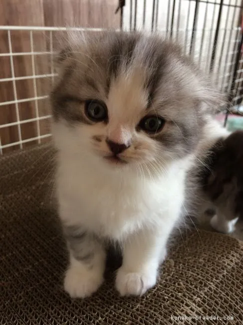 ID:1705-00956の子猫