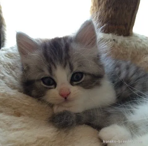 ID:1608-00272の子猫