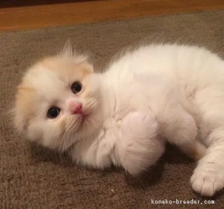 ID:1609-00884の子猫