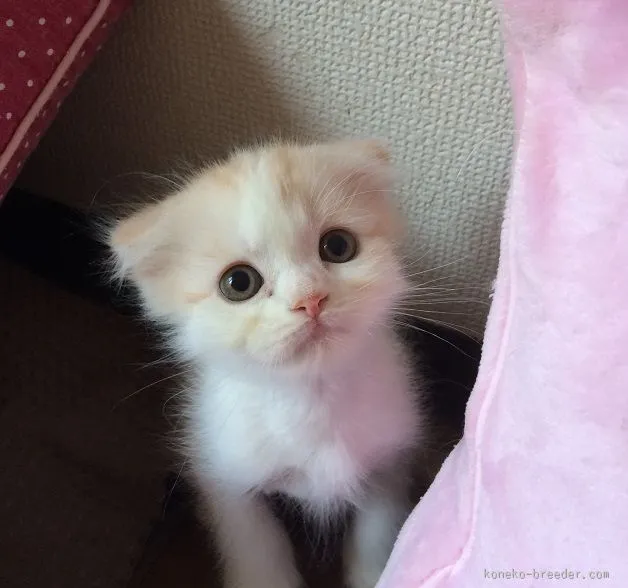 ID:1508-00053の子猫