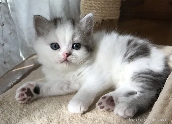 ID：1810-00121の子猫