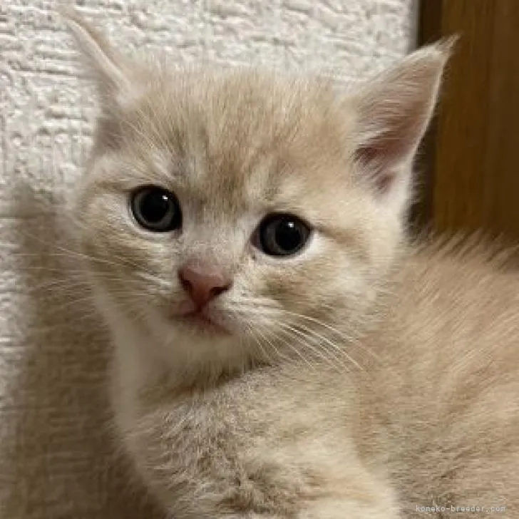 ID：2209-02138の子猫