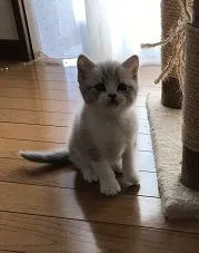 ID：1811-01323の子猫