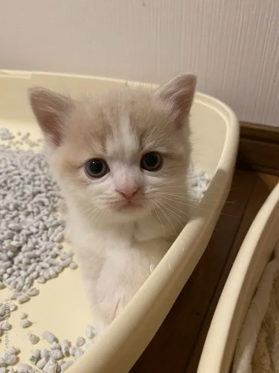 ID:2107-00081の子猫