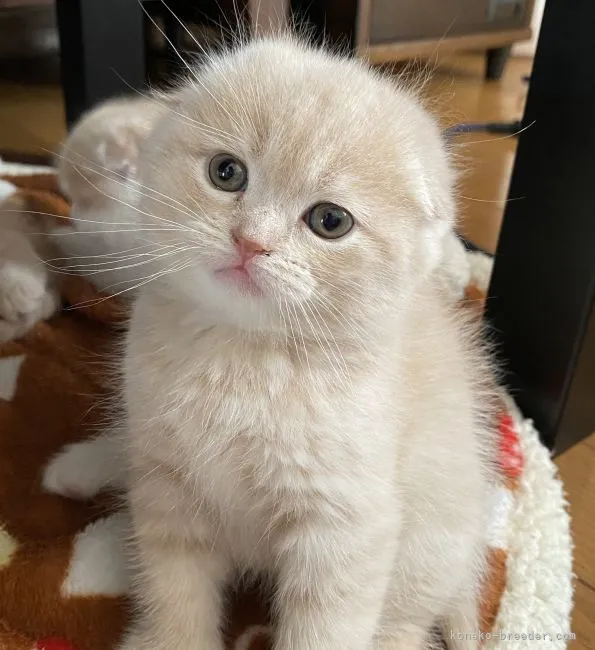 ID:2111-01687の子猫