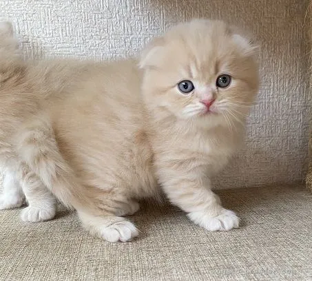 ID:2011-00860の子猫