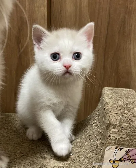 ID：1911-01239の子猫