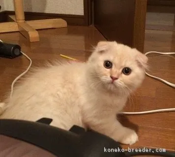 ID：1607-00456の子猫