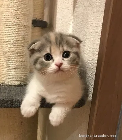 ID：1808-00773の子猫