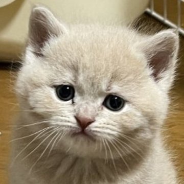 スコティッシュフォールド【群馬県・男の子・2023年4月14日・クリーム】の写真「可愛いブリスコくんです。」
