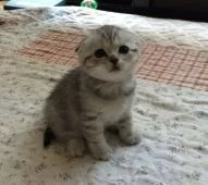 スコティッシュフォールド【群馬県・女の子・2016年2月12日・ブルータビー】の写真1