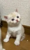 スコティッシュフォールド(立ち耳)【群馬県・男の子・2021年5月6日・クリーム&ホワイト】の写真2