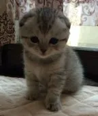 スコティッシュフォールド【群馬県・女の子・2016年2月12日・ブルータビー】の写真3