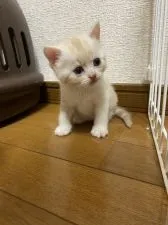 スコティッシュフォールド(立ち耳)【群馬県・男の子・2021年5月6日・クリーム&ホワイト】の写真5