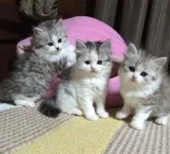 スコティッシュフォールド【群馬県・男の子・2014年12月8日・ブルー&ホワイト バン】の写真5「真ん中の仔です・・・」