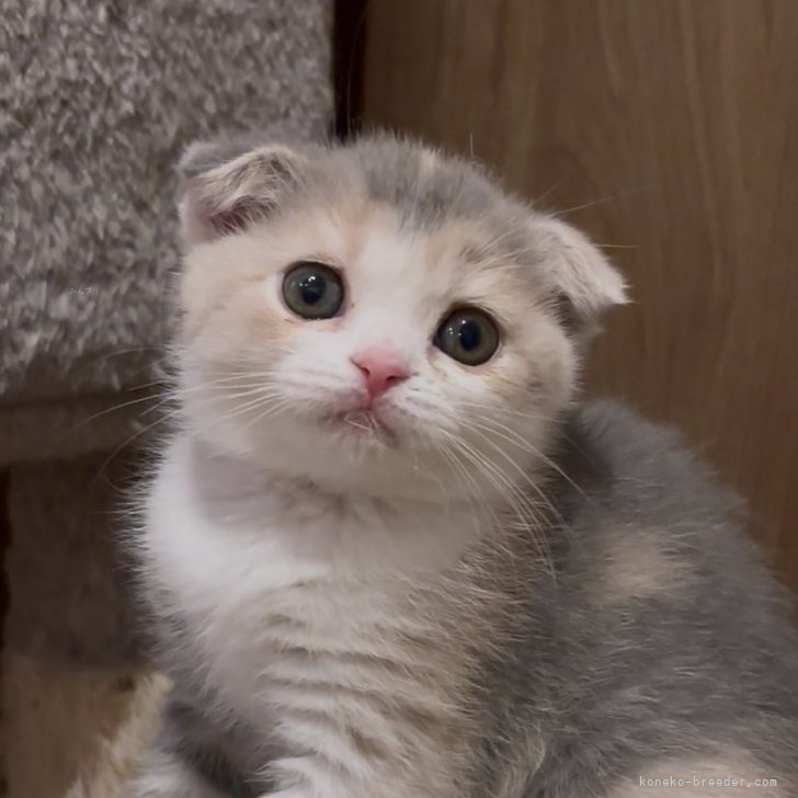 ブリーダー画像