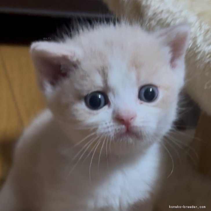 ブリーダー画像