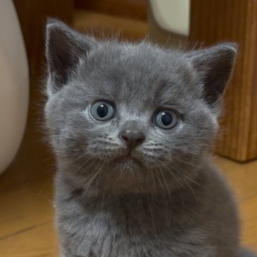 ブリティッシュショートヘア【群馬県・男の子・2025年5月19日・ブルー】の写真「ブログに動画あります❤️」