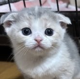 スコティッシュフォールド(折れ耳)