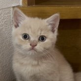 ブリティッシュショートヘア