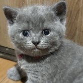 ブリティッシュショートヘア