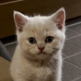 ブリティッシュショートヘア