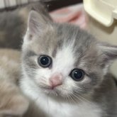 スコティッシュフォールド(立ち耳)