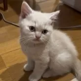 ブリティッシュショートヘア【群馬県・男の子・2025年5月19日・クリーム】の写真2