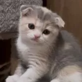 スコティッシュフォールド(折れ耳)【群馬県・女の子・2025年9月1日・ダイリュートキャリコ】の写真3