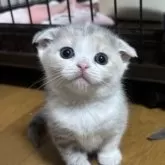 スコティッシュフォールド(折れ耳)【群馬県・女の子・2025年9月1日・ダイリュートキャリコ】の写真4