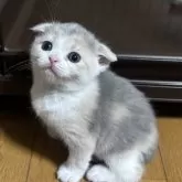 スコティッシュフォールド(折れ耳)【群馬県・女の子・2025年9月1日・ダイリュートキャリコ】の写真7