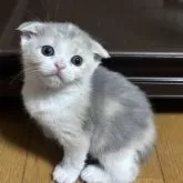 スコティッシュフォールド(折れ耳)【群馬県・女の子・2025年9月1日・ダイリュートキャリコ】の写真8