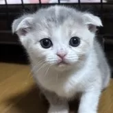 スコティッシュフォールド(折れ耳)【群馬県・女の子・2025年9月1日・ダイリュートキャリコ】の写真9
